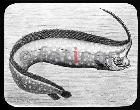 Schopffisch | Unicorn crestfish - Foto foticon-600-simon-meer-363-044-sw.jpg | foticon.de - Bilddatenbank für Motive aus Geschichte und Kultur